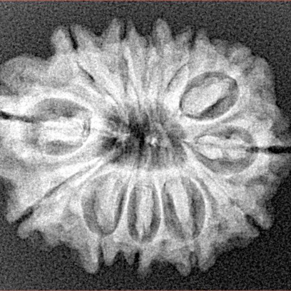 12 Mukhi Rudraksha 25.9mm 3.89gm - Xray