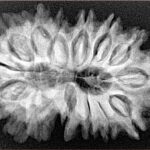 15 Mukhi Rudraksha 33.8mm 5.79gm - Xray