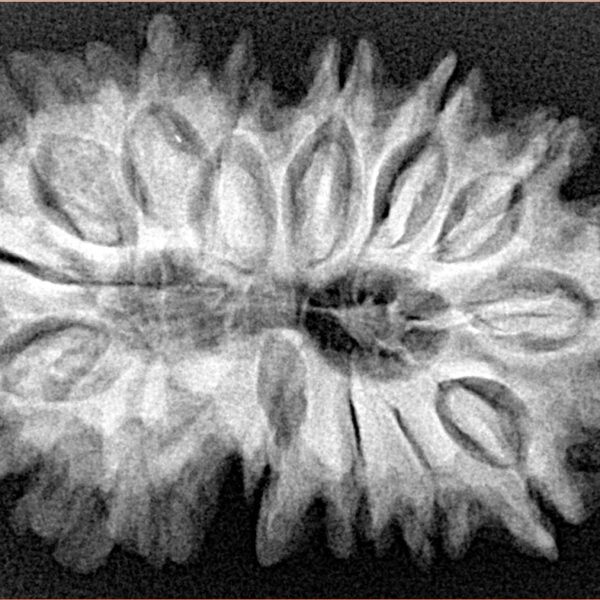 15 Mukhi Rudraksha 33.8mm 5.79gm - Xray