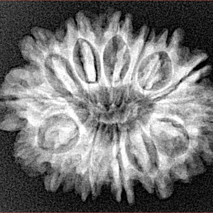 14 Mukhi Rudraksha 25.8mm 3.6gm - Xray