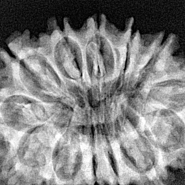 13 Mukhi Rudraksha 33.6mm 5.71gm - Xray