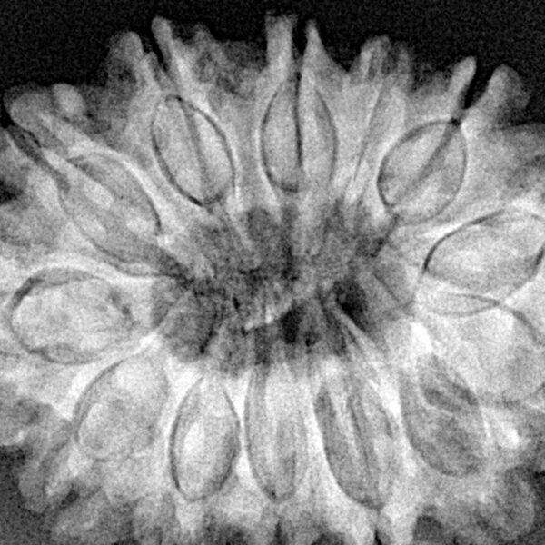 13 Mukhi Rudraksha 32.3mm 6.87gm - Xray