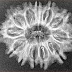 12 Mukhi Rudraksha 26.7mm 3.41gm - Xray