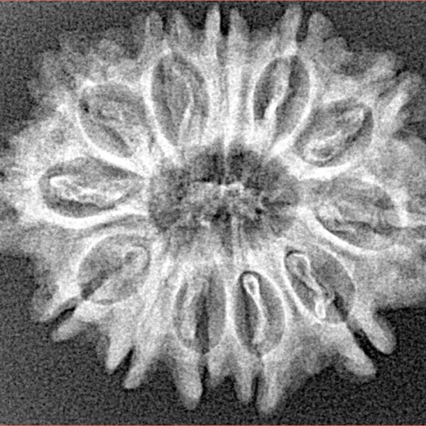 12 Mukhi Rudraksha 26.7mm 3.41gm - Xray