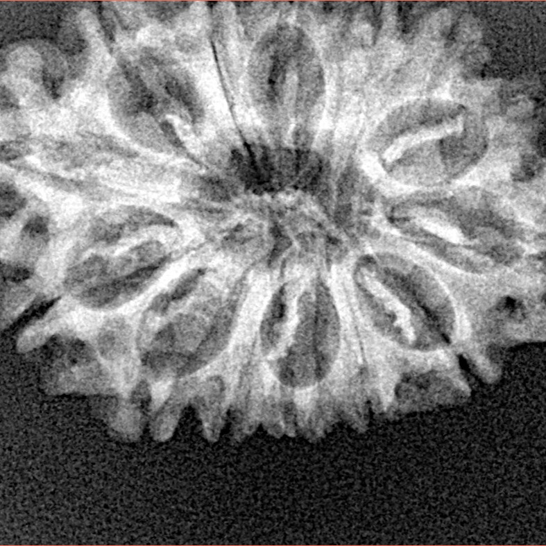 14 Mukhi Rudraksha 28.4mm 3.56gm - Xray