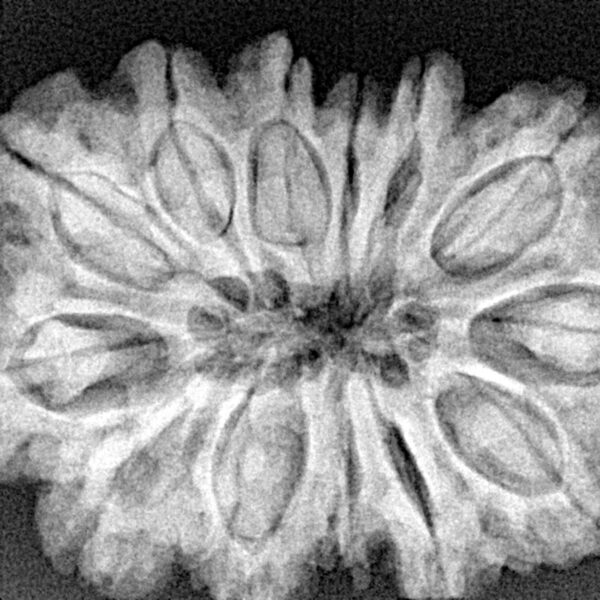 13 Mukhi Rudraksha 33mm 7gm - Xray