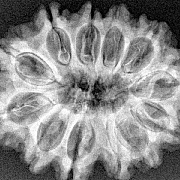 12 Mukhi Rudraksha 31.3mm 5.64gm - Xray