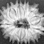 13 Mukhi Rudraksha 20.6mm 2.49gm - Xray