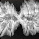 14 Mukhi Gaurishankar 38.4mm 8.58gm - Xray