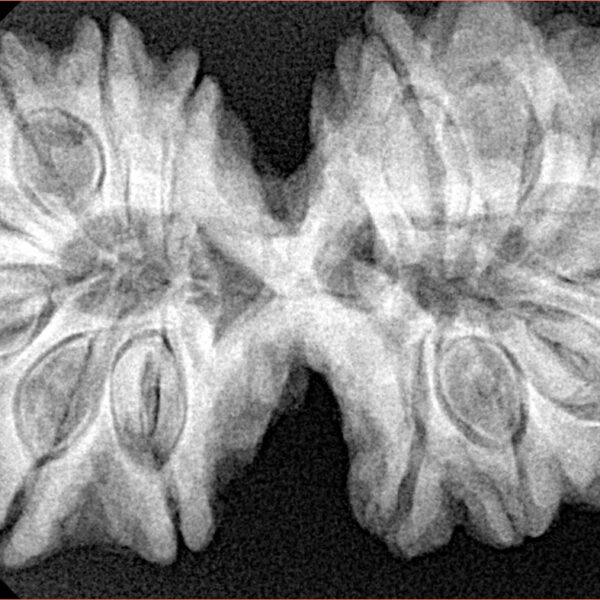 14 Mukhi Gaurishankar 38.4mm 8.58gm - Xray