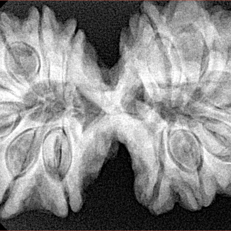 14 Mukhi Gaurishankar 38.4mm 8.58gm - Xray