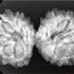 13 Mukhi Gaurishankar 35.7mm 5.64gm - Xray