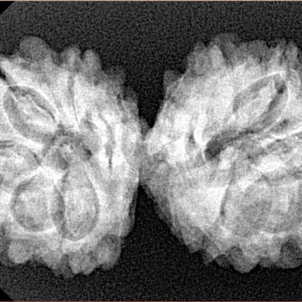 13 Mukhi Gaurishankar 35.7mm 5.64gm - Xray