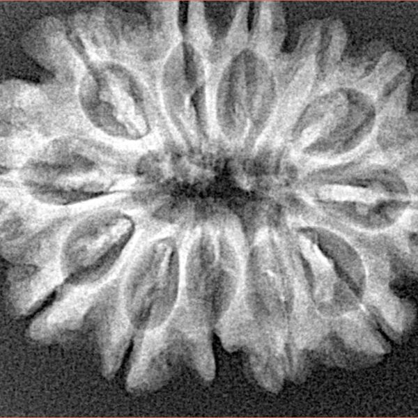 12 Mukhi Rudraksha 29.1mm 4.71gm - Xray