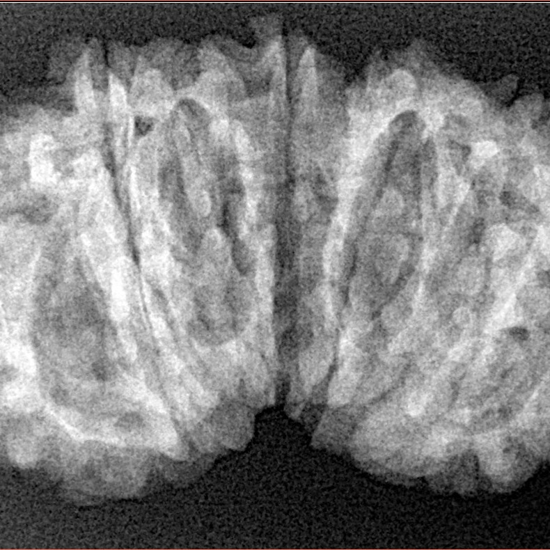 14 Mukhi Gaurishankar 35.4mm 5.5gm - Xray