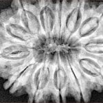 13 Mukhi Rudraksha 34.6mm 8.26gm - Xray