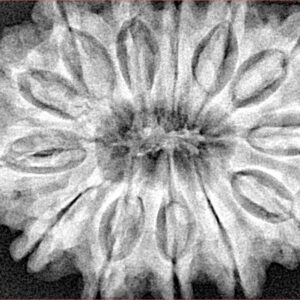 13 Mukhi Rudraksha 34.6mm 8.26gm - Xray