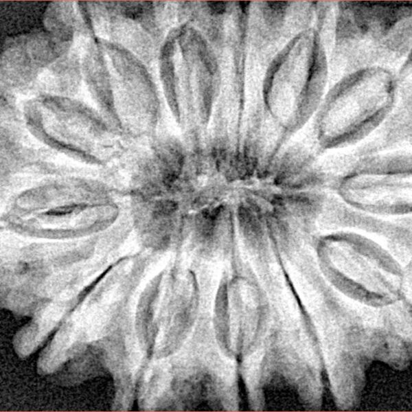 13 Mukhi Rudraksha 34.6mm 8.26gm - Xray