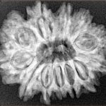 12 Mukhi Rudraksha 27.9mm 4.84gm - Xray