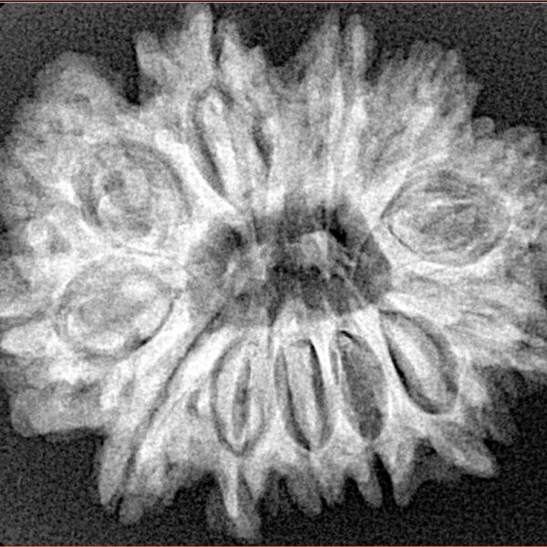 12 Mukhi Rudraksha 27.9mm 4.84gm - Xray