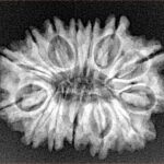 14 Mukhi Rudraksha 26mm 3.68gm - Xray