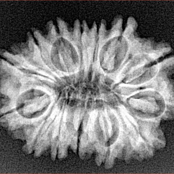 14 Mukhi Rudraksha 26mm 3.68gm - Xray