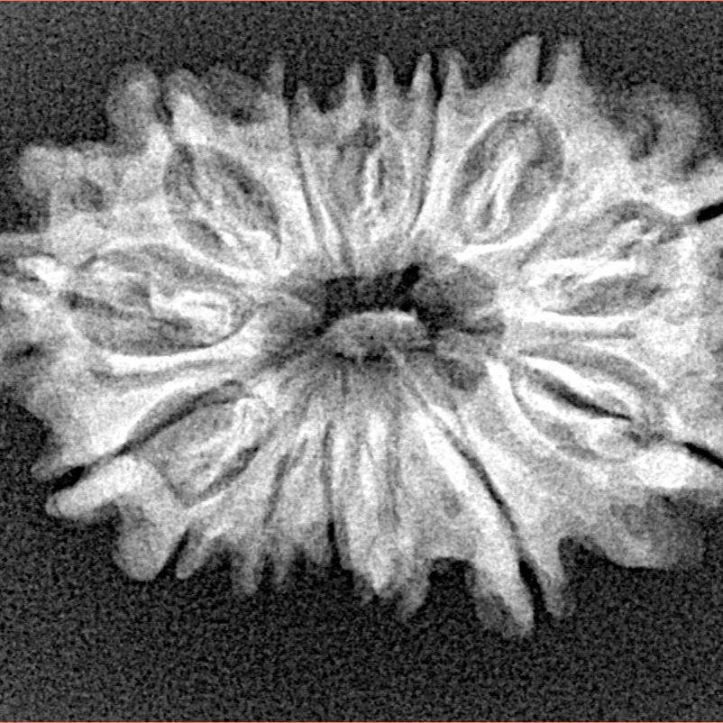 14 Mukhi Rudraksha 28.4mm 3.55gm - Xray