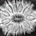 12 Mukhi Rudraksha 32.1mm 7.23gm - Xray