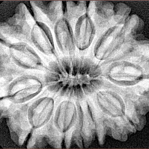 12 Mukhi Rudraksha 32.1mm 7.23gm - Xray