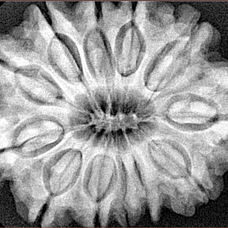 12 Mukhi Rudraksha 32.1mm 7.23gm - Xray