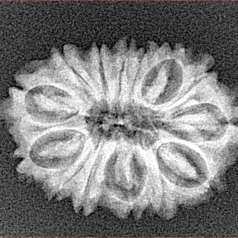 14 Mukhi Rudraksha 25.4mm 2.76gm - Xray