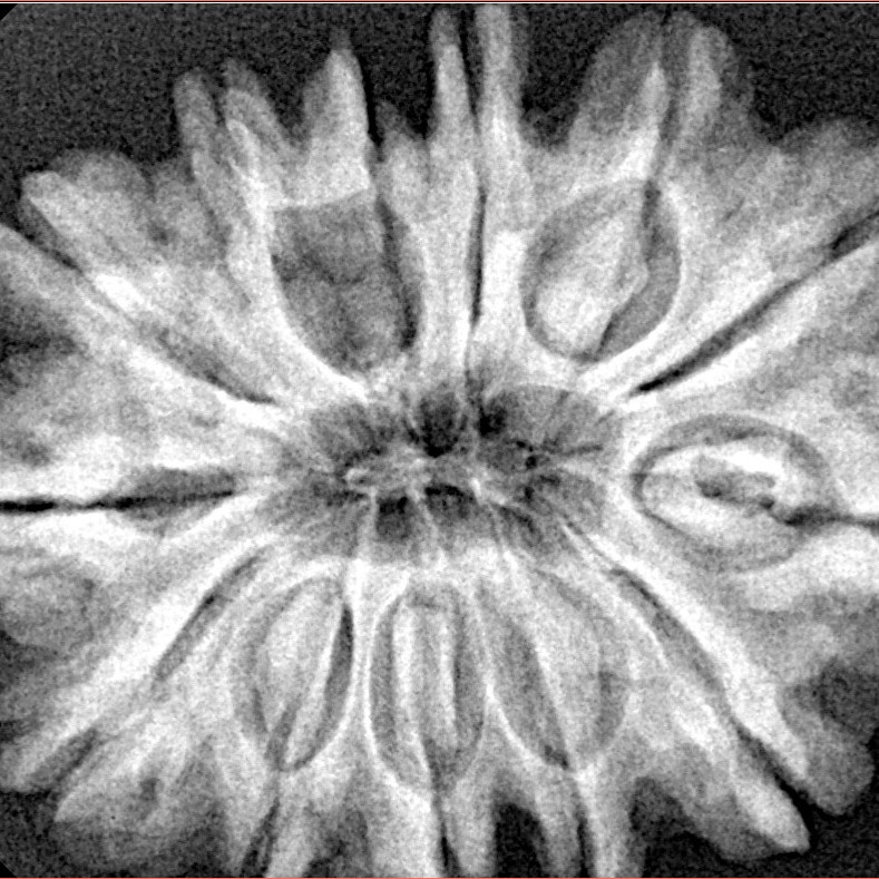 13 Mukhi Rudraksha 30.9mm 7.15gm - Xray