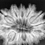 13 Mukhi Rudraksha 31.7mm 7gm - Xray