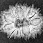 14 Mukhi Rudraksha 24.4mm 2.85gm - Xray