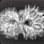 13 Mukhi Gaurishankar 29.7mm 3.8gm - Xray