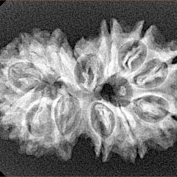 13 Mukhi Gaurishankar 29.7mm 3.8gm - Xray