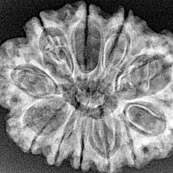 12 Mukhi Rudraksha 30.4mm 4.29gm - Xray