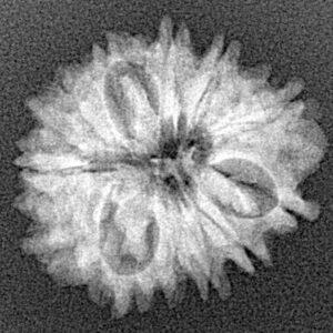 13 Mukhi Rudraksha 22mm 2.53gm - Xray