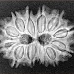 13 Mukhi Gaurishankar 28.1mm 4.53gm - Xray