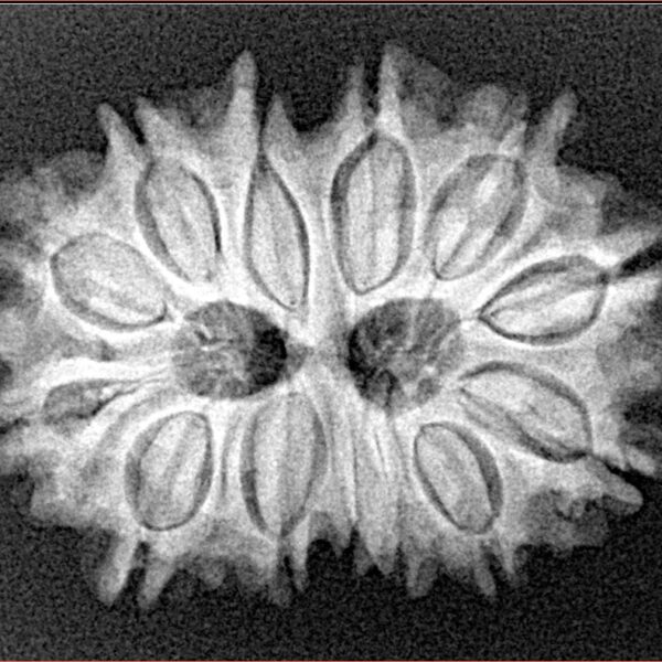 13 Mukhi Gaurishankar 28.1mm 4.53gm - Xray