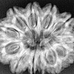 12 Mukhi Rudraksha 30.6mm 5.6gm - Xray