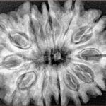 12 Mukhi Rudraksha 33.7mm 7.07gm - Xray