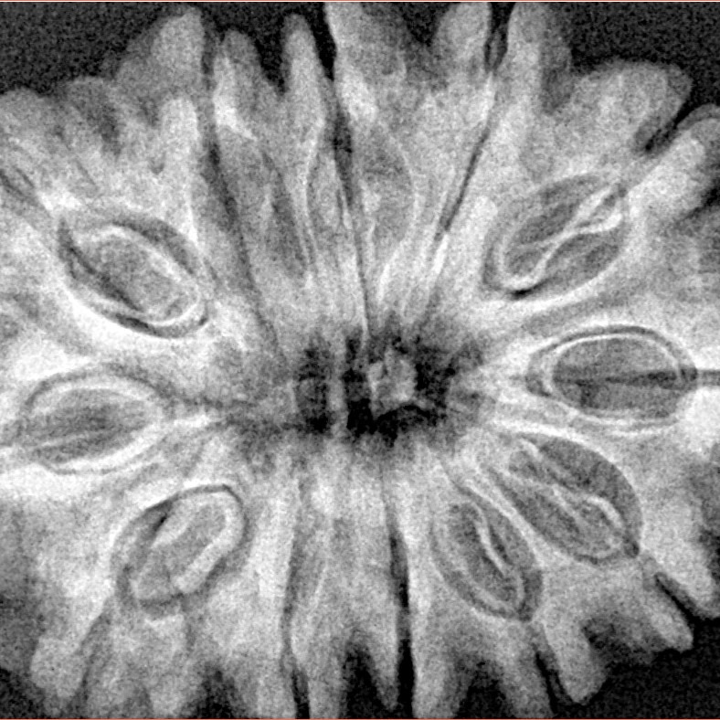 12 Mukhi Rudraksha 33.7mm 7.07gm - Xray