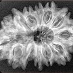 13 Mukhi Ganesh 31.3mm 4.81gm - Xray