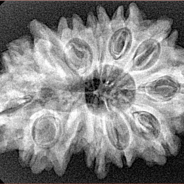 13 Mukhi Ganesh 31.3mm 4.81gm - Xray