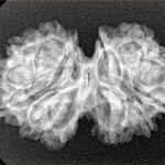 13 Mukhi Gaurishankar 29.8mm 3.76gm - Xray