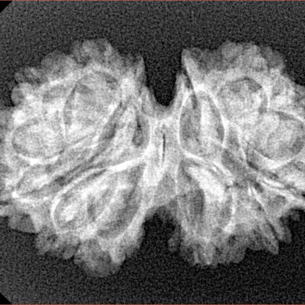 13 Mukhi Gaurishankar 29.8mm 3.76gm - Xray