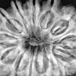 13 Mukhi Rudraksha 33.8mm 7.69gm - Xray