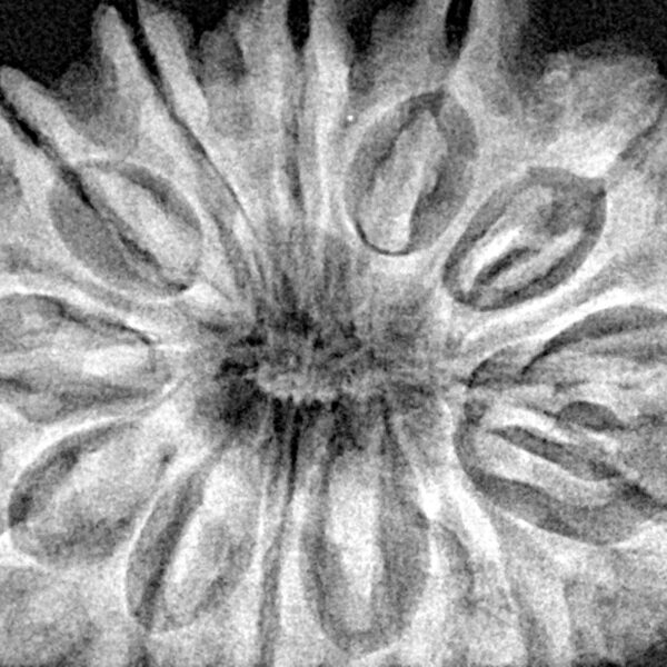 13 Mukhi Rudraksha 33.8mm 7.69gm - Xray