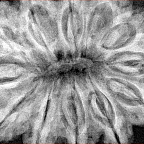 12 Mukhi Ganesh 37.9mm 10.17gm - Xray